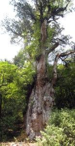JomonSugi_Cryptomeria remarquable JomonSugi_Cryptomeria remarquable