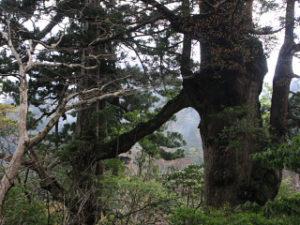 Meoto_Sugi_Cryptomeria remarquable Meoto_Sugi_Cryptomeria remarquable