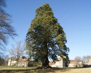 sequoia-geant-alligny-morvan sequoia-geant-alligny-morvan