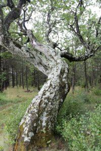 Alisier-blanc-remarquable-lozere Alisier-blanc-remarquable-lozere