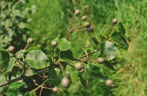 Pyrus_cordata Pyrus_cordata_feuilles