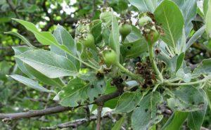 Pyrus_salvifolia_feuilles Pyrus_salvifolia_feuilles