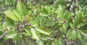 Pyrus spinosa Pyrus spinosa