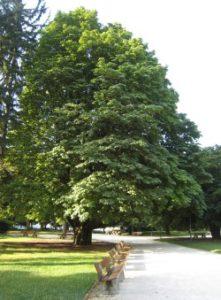 Marronnier-du-parc-Paul-Mistral-à-Grenoble-Isère Marronnier-du-parc-Paul-Mistral-à-Grenoble-Isère