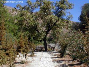 Platane orient crete Gortyne Platane orient crete Gortyne
