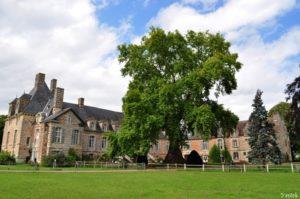 platane-fervaques-chateau-kinor platane-fervaques-chateau-kinor