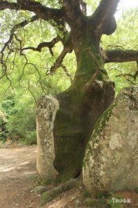 Chêne-pubescent-dans-le-rocher-quenza-corse Chêne-pubescent-dans-le-rocher-quenza-corse