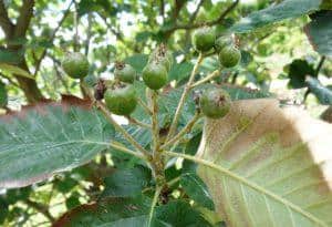 sorbus-latifolia-alises sorbus-latifolia-alises