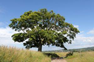 Érable champêtre remarquable - L'Arbre Rond of L'Arbre Crépin Érable champêtre remarquable - L'Arbre Rond of L'Arbre Crépin
