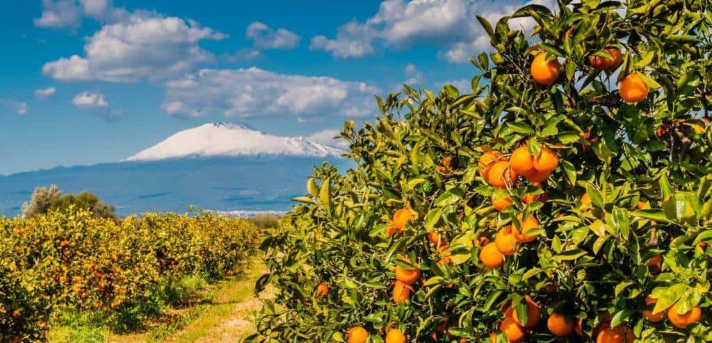 Sicile, plantation d'orangers et volcan Etna
